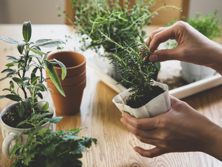Best Fragrant Herbs To Grow Indoors