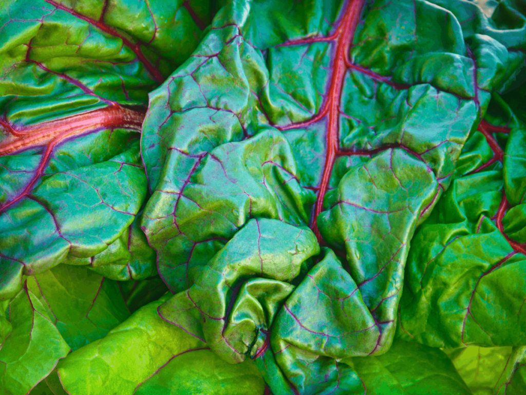 Swiss Chard