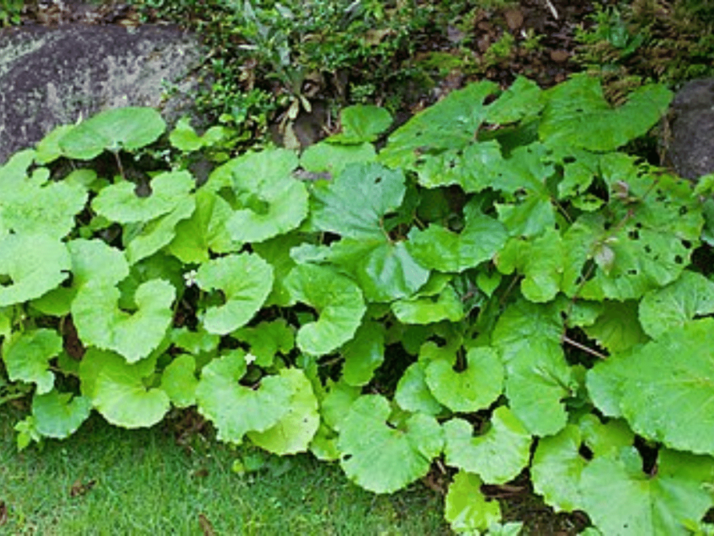 Bog Rhubarb