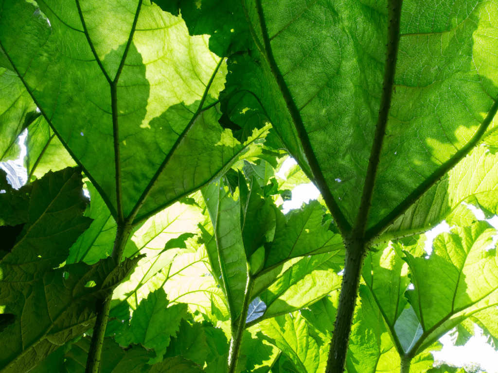 Brazilian Rhubarb