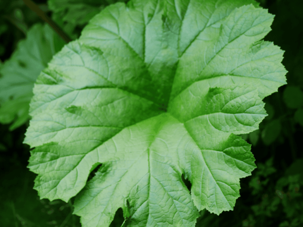 Indian Rhubarb