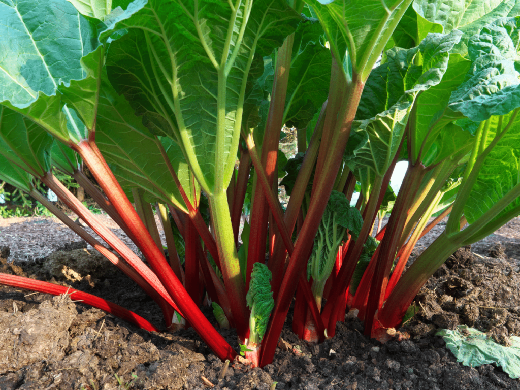 Weeds That Look Like Rhubarb