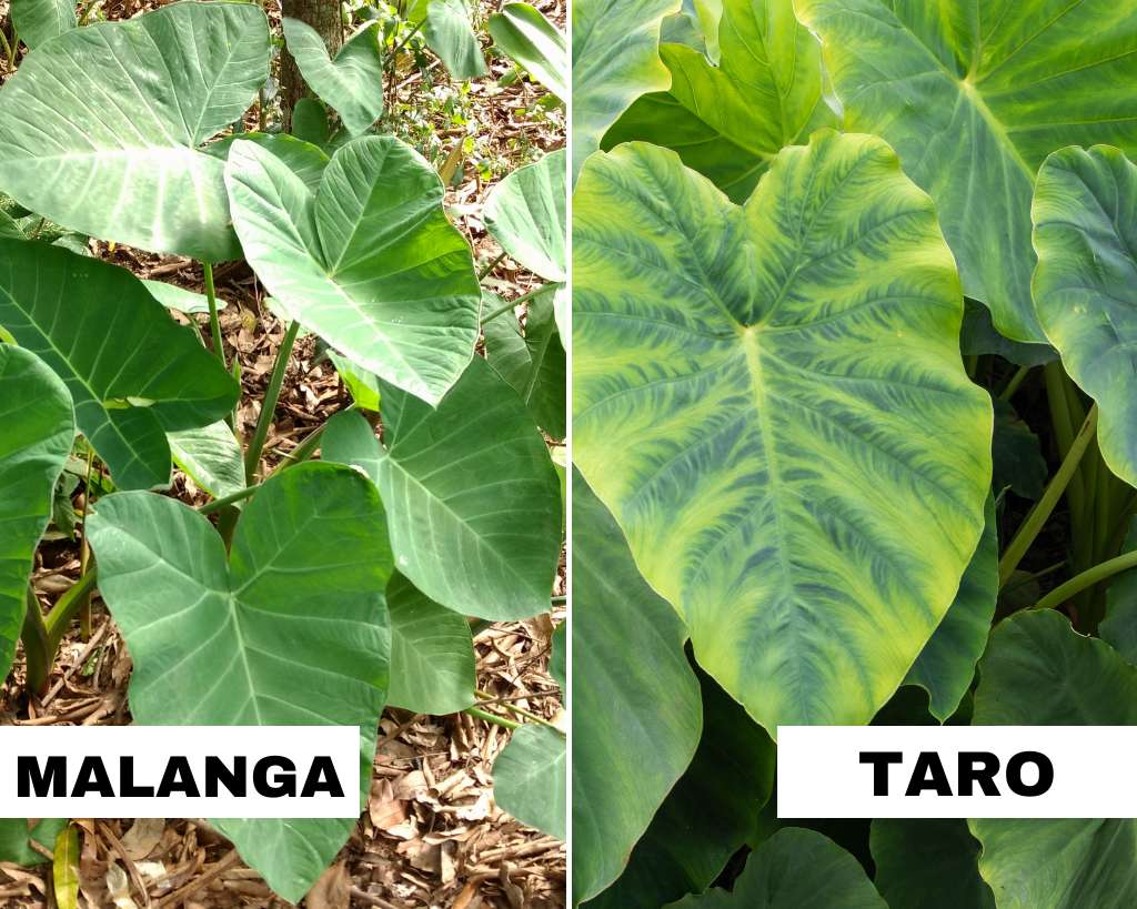 Malanga vs Taro - Pictorial representation of fully grown plants