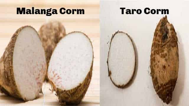 Malanga corm and taro corm from inside