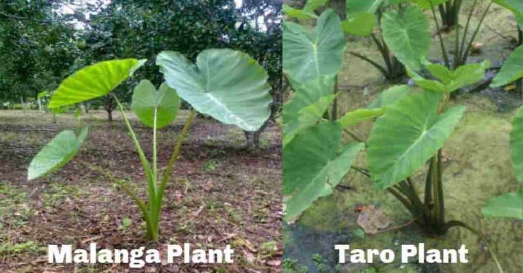 How To Grow Malanga Zeelyfe how-to-grow-malanga-zeelyfe