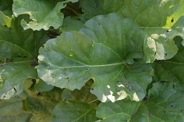 Pests & Diseases That Affect Rhubarb Plant