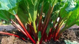 How to grow rhubarb from a crown
