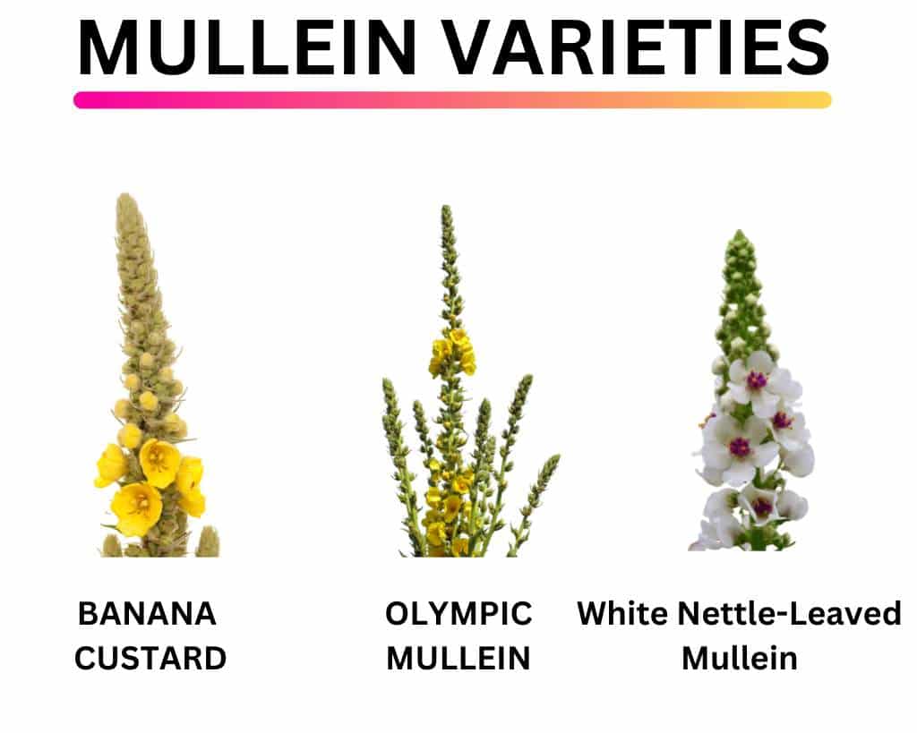 Images of different mullein vareities such as Banana Custard, Olympic Mullein, White Nettle-Leaved Mullein
