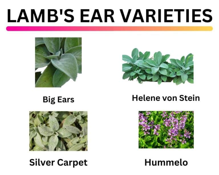Lamb's Ear vs Mullein Which is Better for Your Garden?