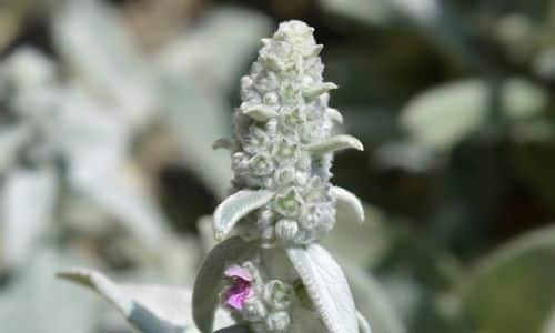 Silver Carpet is a cultivar of lamb's Ear