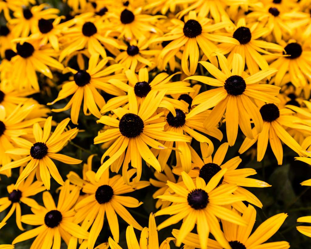 Black Eyed Susan - One of the Best Lamb's Ear Companion Plants
