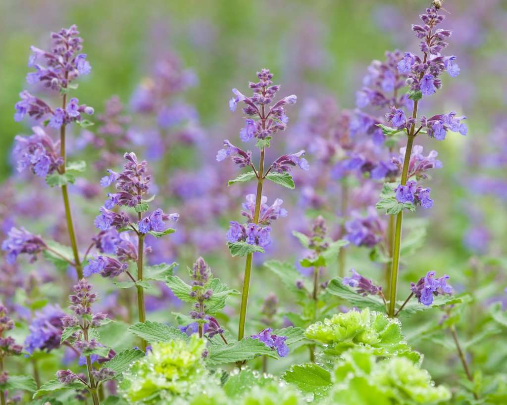 Catmint