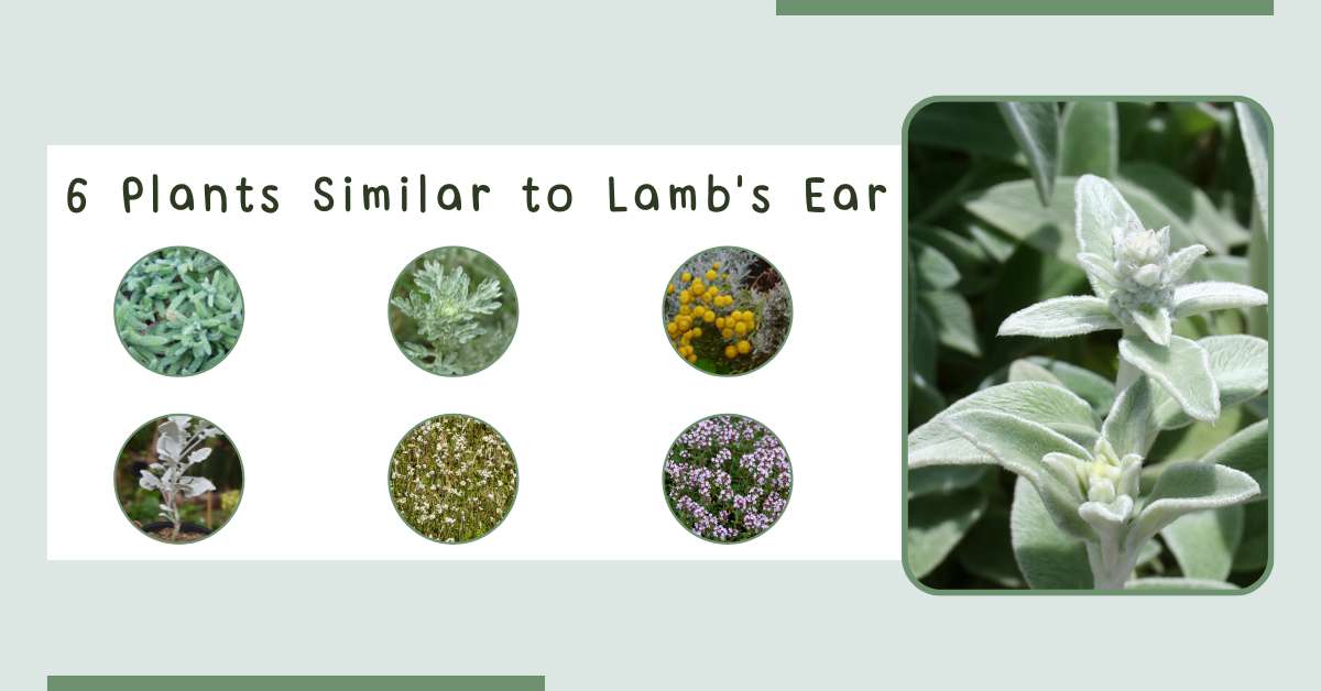 6 Plants Similar To Lamb's Ear
