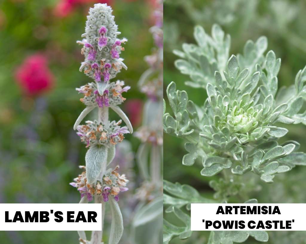 LAMB'S EAR vs ARTEMISIA