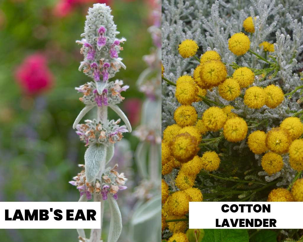 LAMB'S EAR vs COTTON LAVENDER