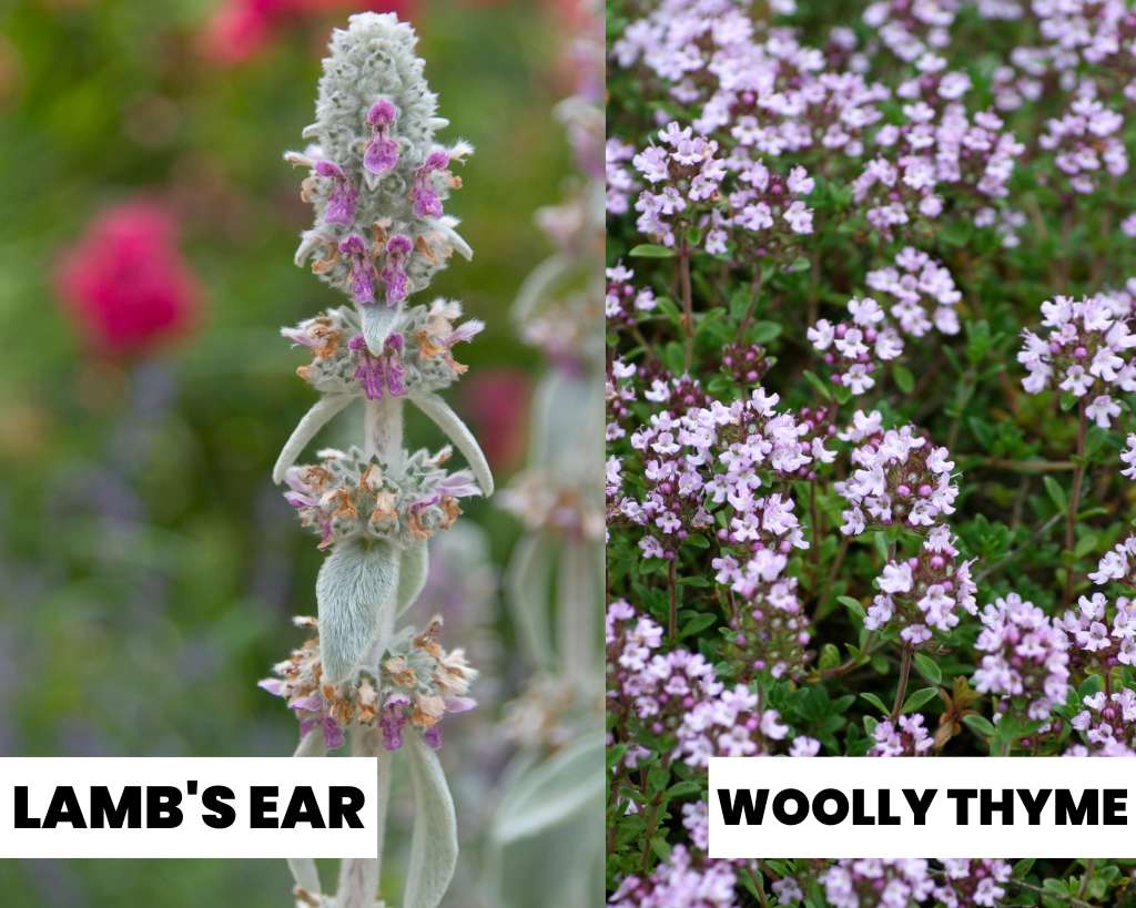 Lamb's Ear vs Woolly Thyme