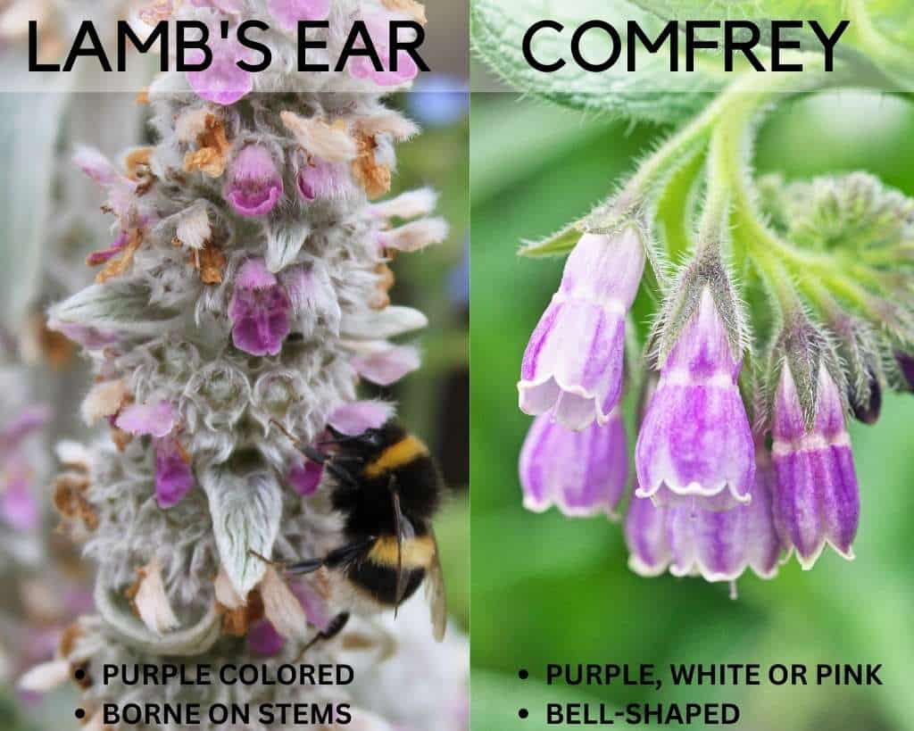 LAMB'S EAR VS COMFREY - FLOWER