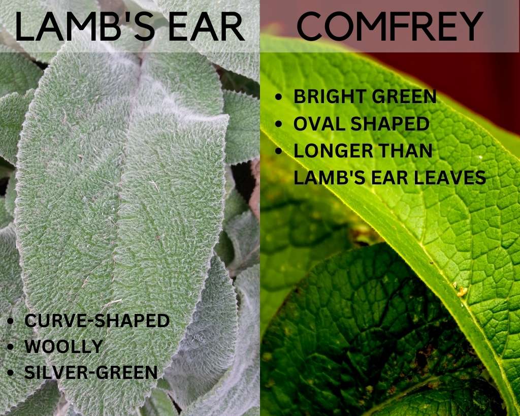 LAMB'S EAR VS COMFREY - DIFFERENCE IN LEAVES