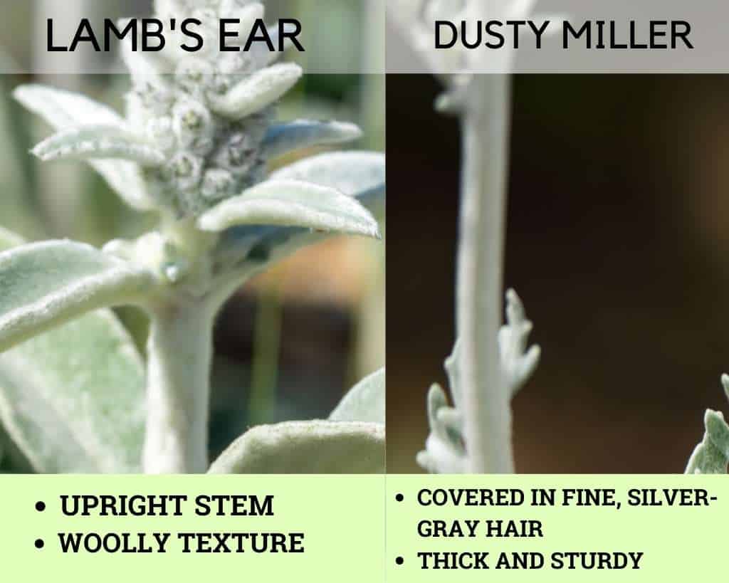 Lamb's Ear vs Dusty Miller - Stem Comparison