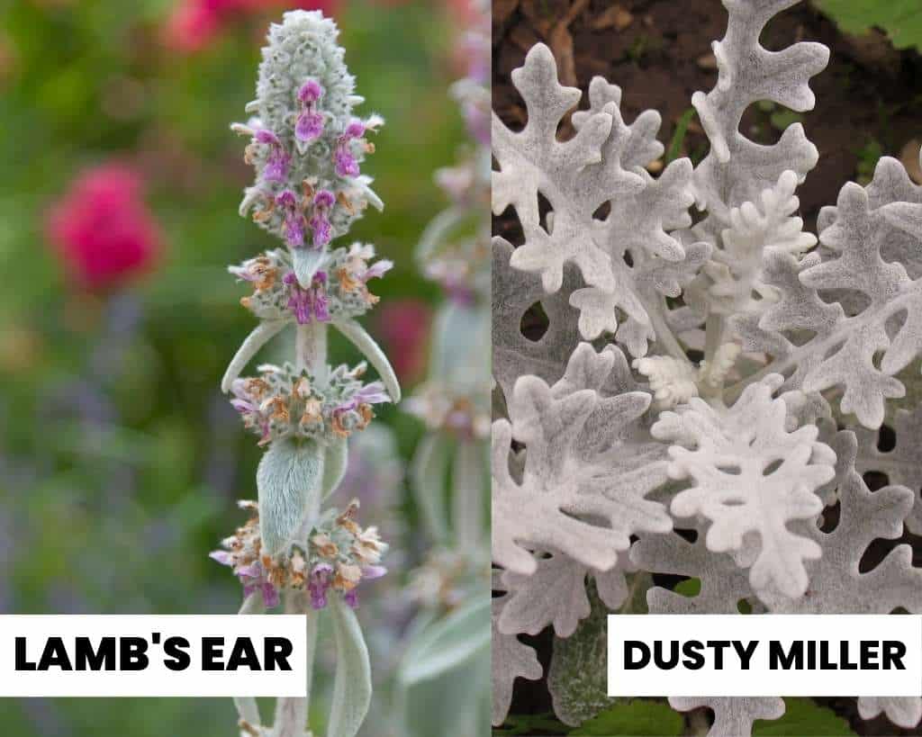 Lamb's Ear vs Dusty Miller - Plant Comparison