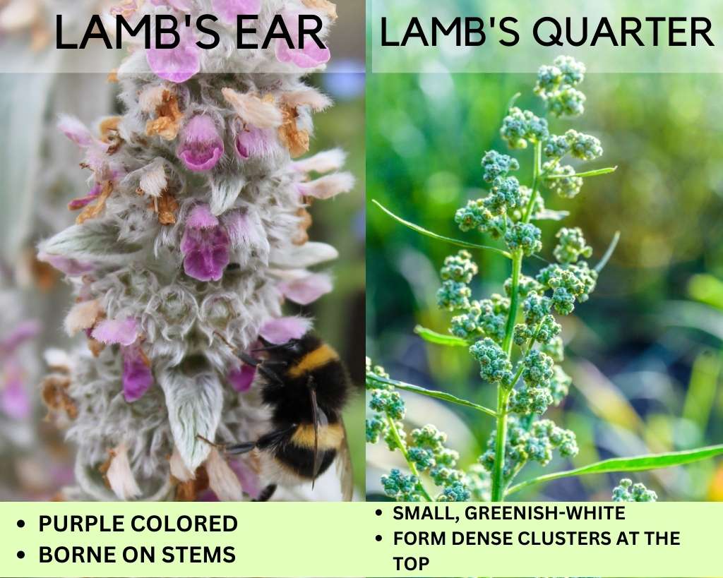 Lamb's Ear vs Lamb's Quarter - Flowers