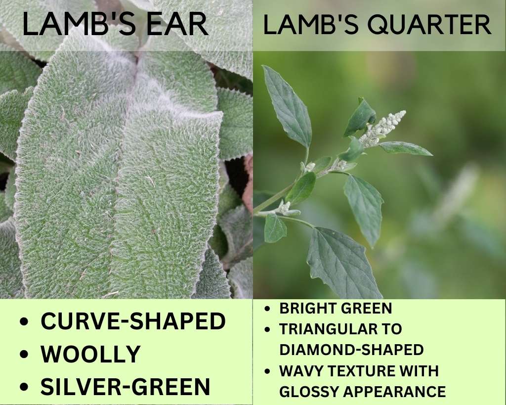 Lamb's Ear vs Lamb's Quarter - Leaf Comparison