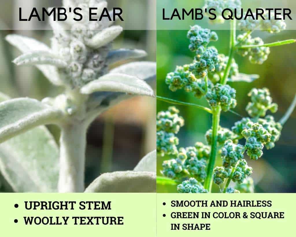 Lamb's Ear vs Lamb's Quarter - Stem Comparison