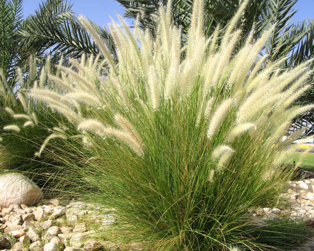 Ornamental Grass