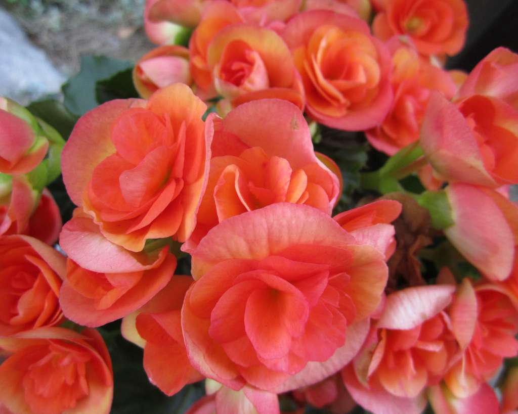 Begonia Plant