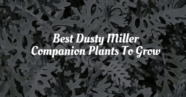 Dusty Miller Companion Plants