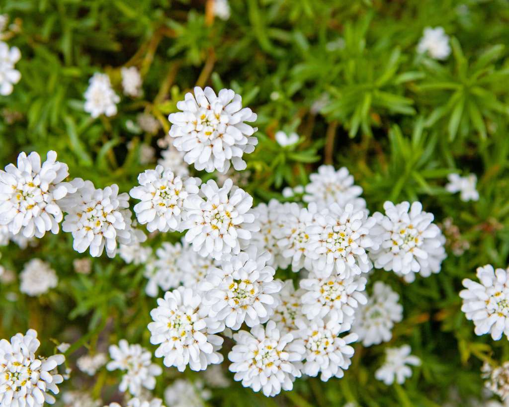 Candytuft Plants