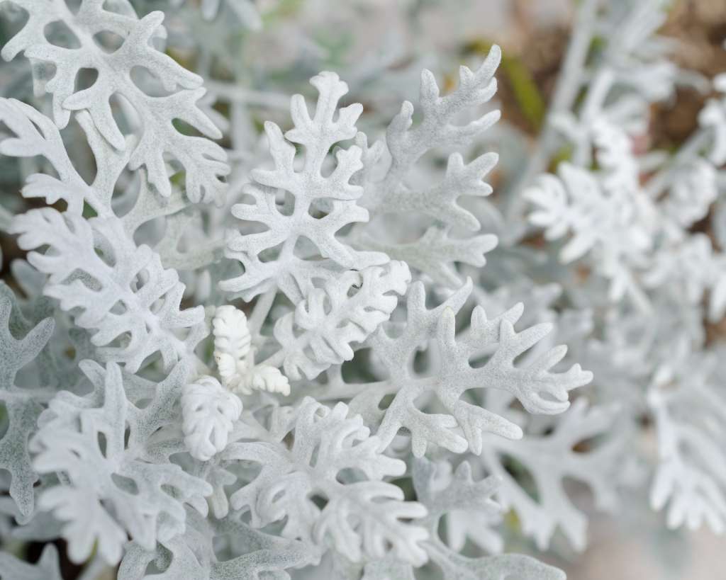 Close up look of Dusty Miller(Jacobaea maritima)