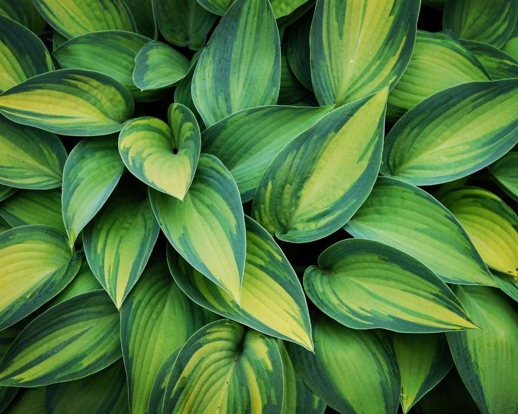 Hosta Plants