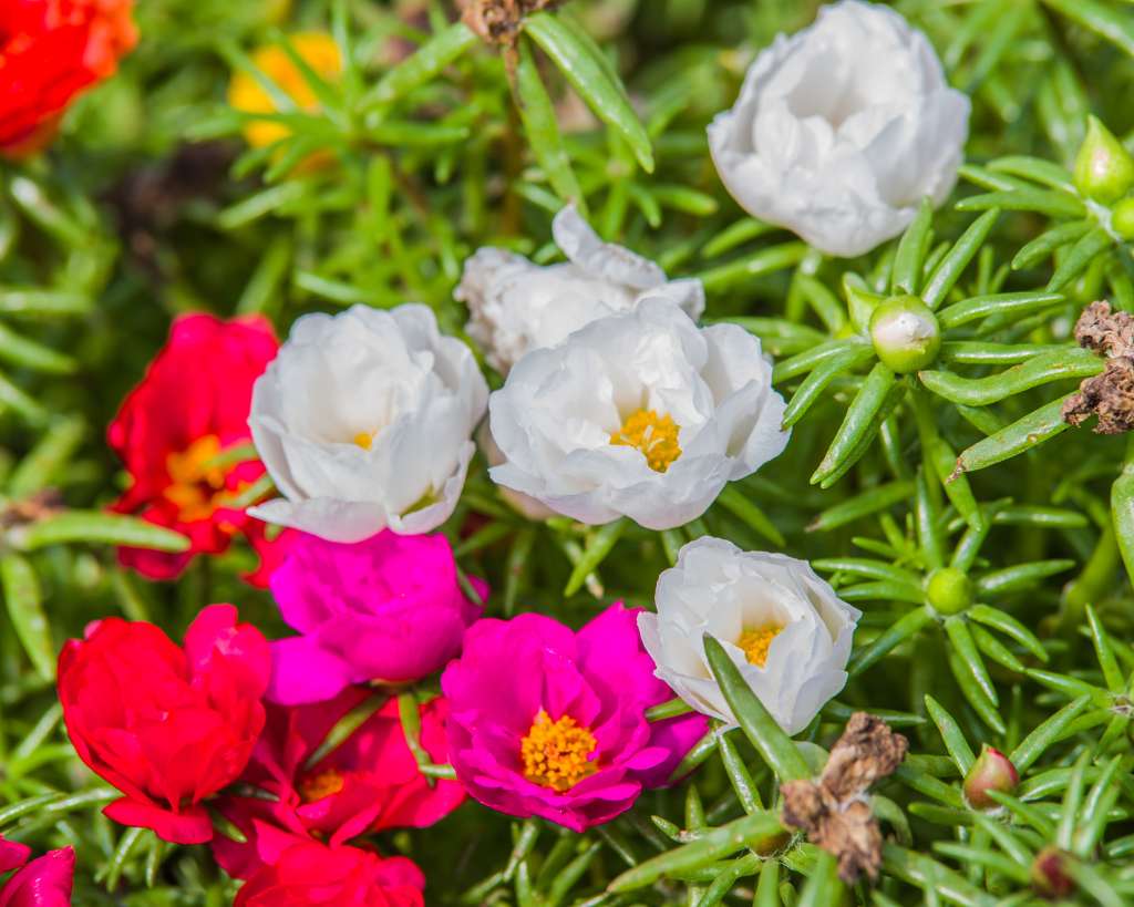 Portulaca Plants