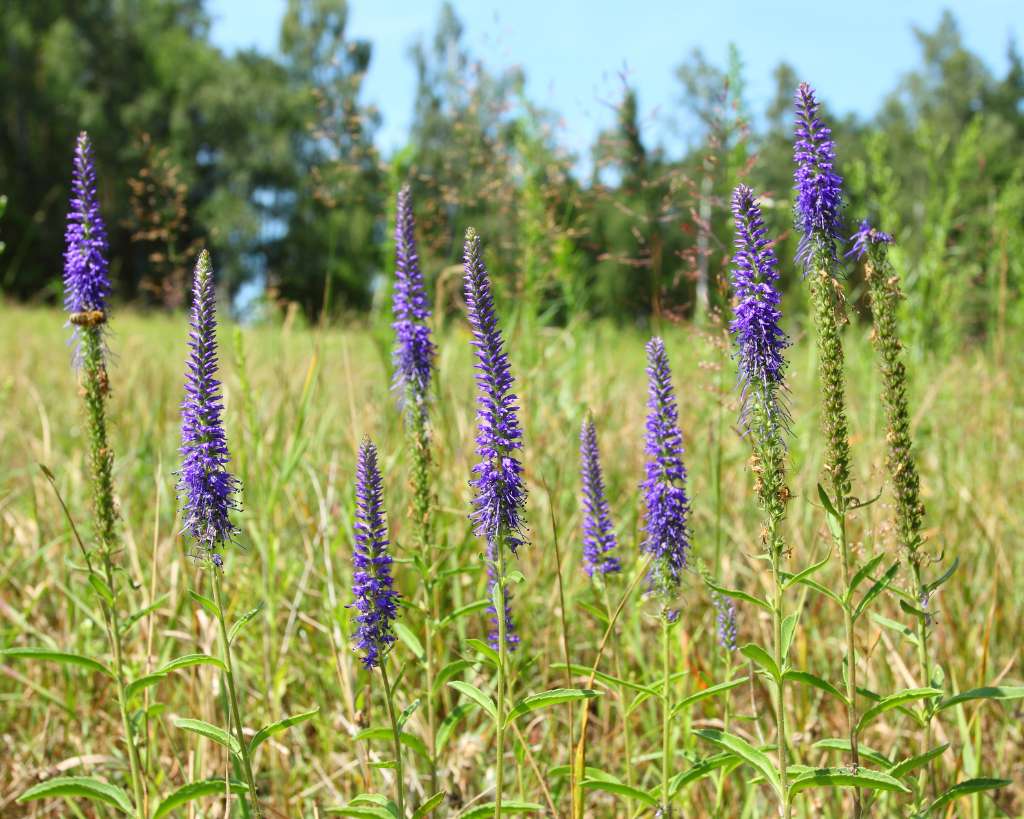 Veronica spicata Plants