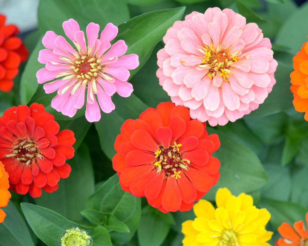 Zinnia Plant