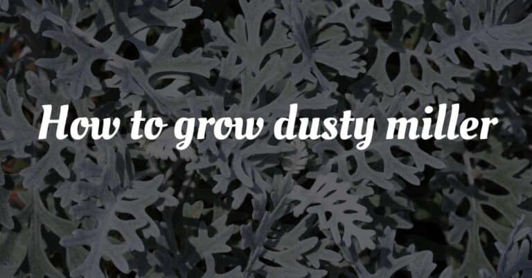 Grow Dusty Miller