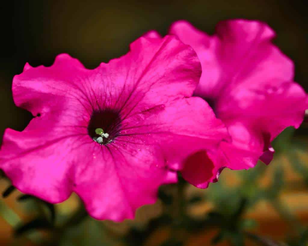 Petunia Plant