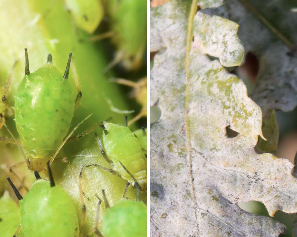 Aphids and Powdery Mildew