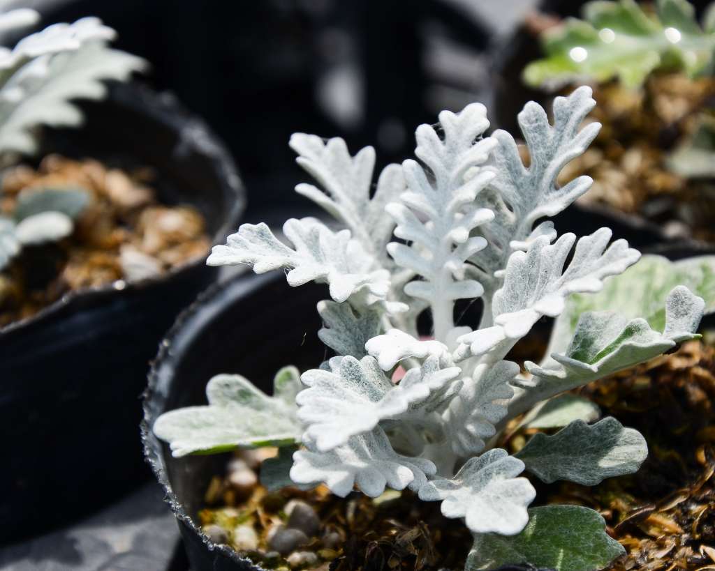 Little Dusty Miller in Pots