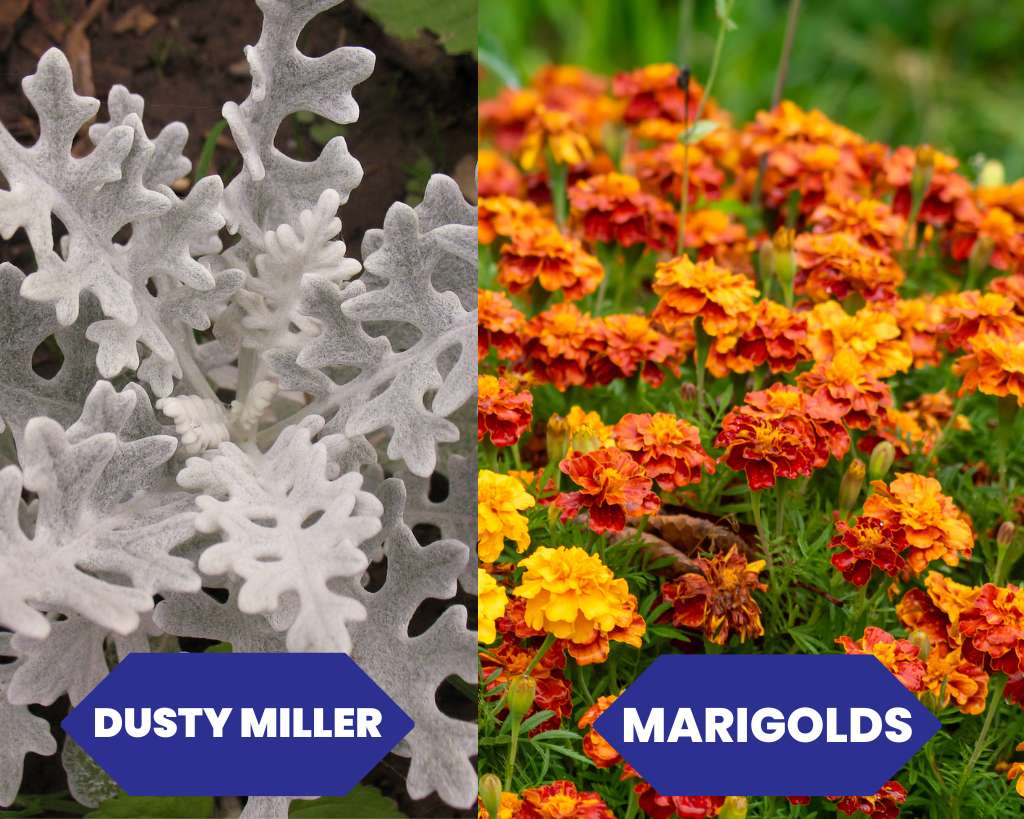 Dusty Miller and Marigolds