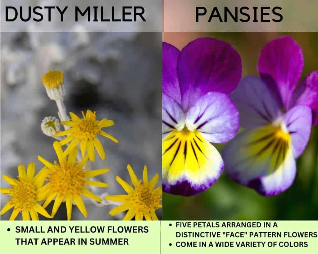 Flowers of Dusty Miller and Pansies