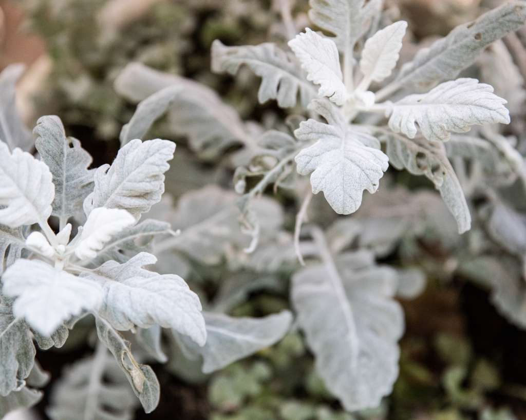 Dusty Miller 'New Look' Plant