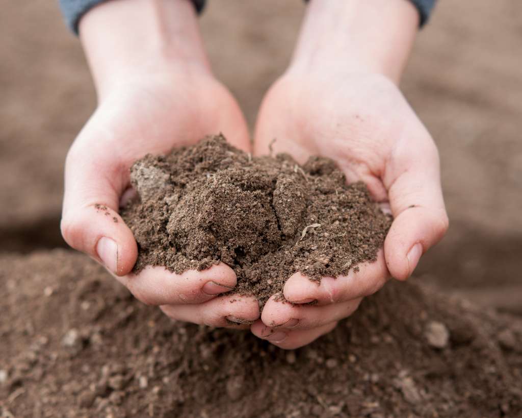 Organic Rich Soil