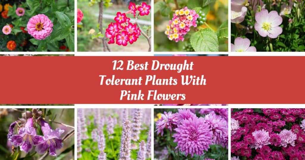 12 Best Drought Tolerant Plants with Pink Flowers