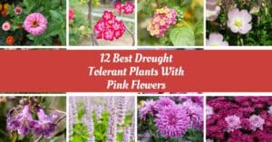 Drought Tolerant Plants With Pink Flowers