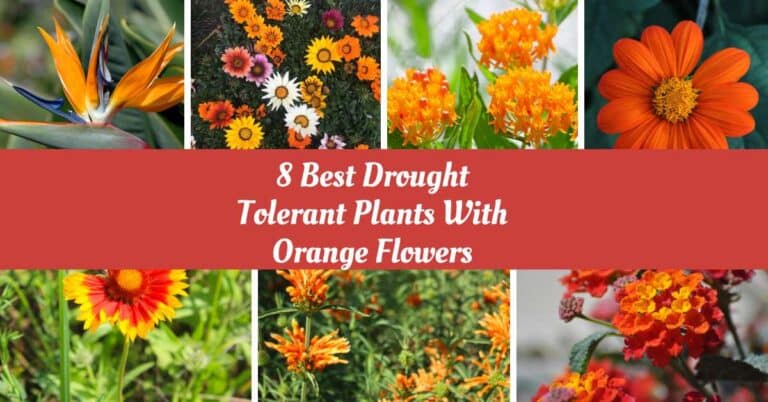 Drought Tolerant Plants With Orange Flowers
