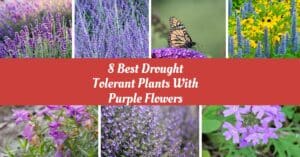 Drought-Tolerant Plants With Purple Flowers