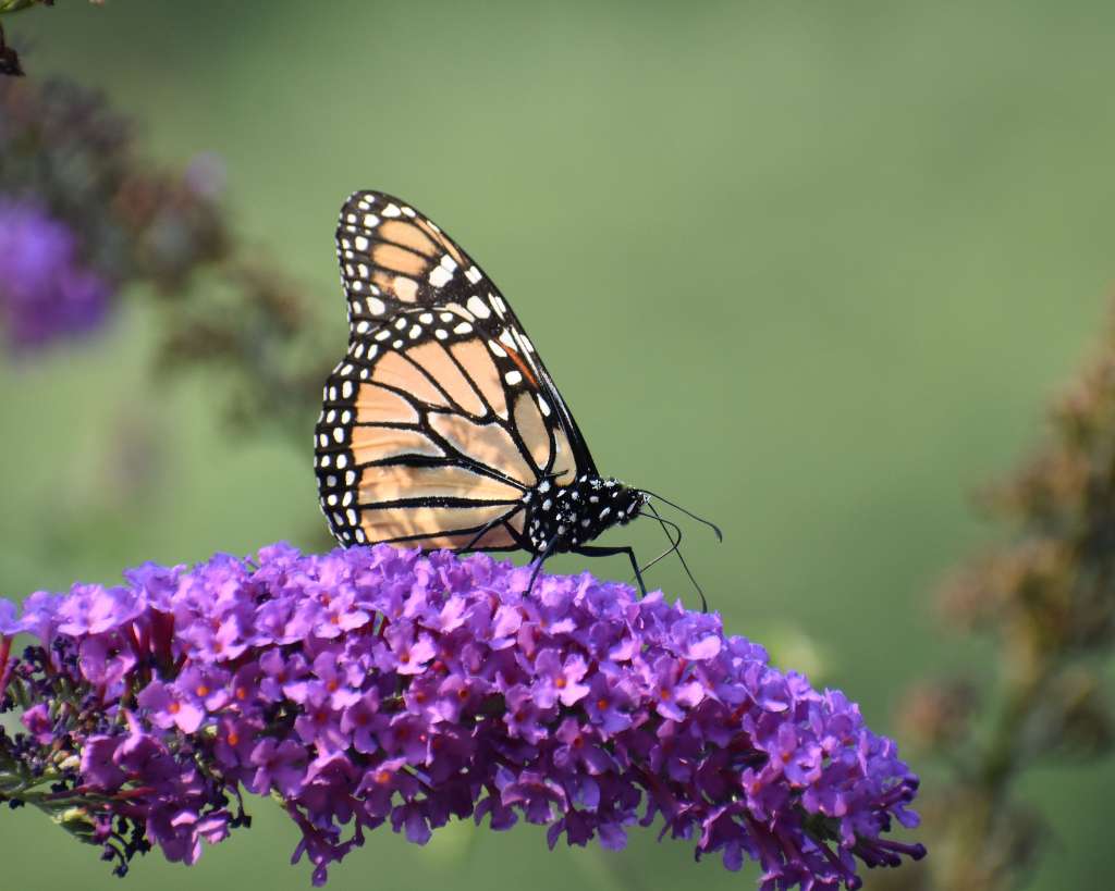 Butterfly Bush Flowers