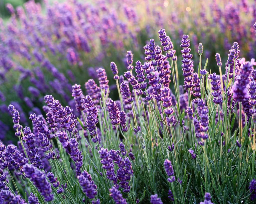 Lavender Flower and Plants